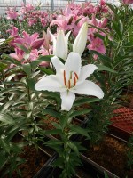 [5339 Kayenta VH No02.JPG]